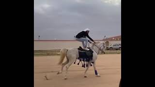 خيل واليل والبيداء تعرفني😍😍😍😍😍😍😍😍😍😍😍😍😍😍😍😍😍😍😍😍😍😍