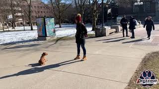 Luna, 5 months | Vizsla | Off Leash K-9 Training