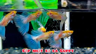 Cập nhật 15 dòng Guppy Vip tại Đức Đỗ | Xả cá Guppy Combo & Cá Giống Guppy Vip