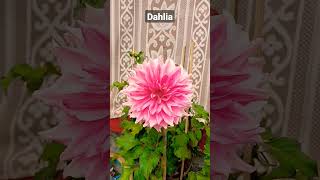 Dahlia||outdoor plant||garden plant#shortsyoutube #shorts