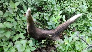 A pair of red stag antlers in some blueberry bushes