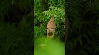 baya weaver bird with nest #shorts #ytshorts #bayaweaver#trendingshorts #ytshortsbirdlover