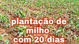 Milho AG1051 Com 20 Dias