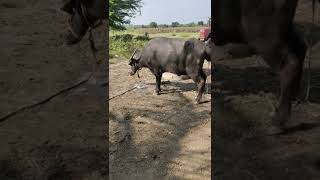 Buffalo giving birth to calf| buffalo delivery| Buffalo first time pregnancy