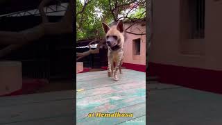 Orphan Hyena at Hemalkasa | #animallover | #wildlife | #animalshorts | Save the Earth animal