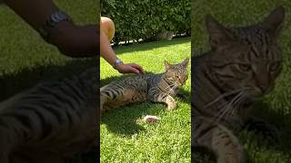 Maxi amüsiert sich im Garten😹lustige Katzenvideos 😻 #shorts #cats