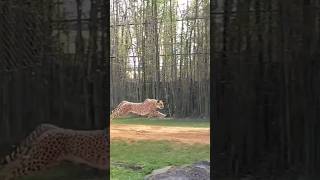 Cheetah Running in Slow Motion @buschgardensflorida