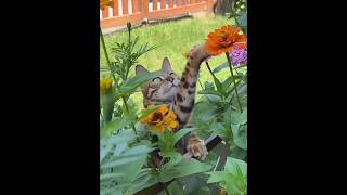 Очень опасный охотник #shorts #cats #кошки #котохотник #случайнаохоте