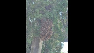 Honey Bee Swarm Catch Feb16 2023