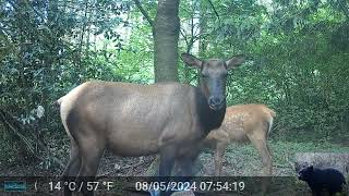 Elk and Calf in Front of Our Camera