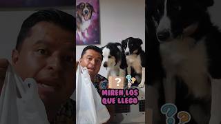 Miren lo que llego #unboxing #perros #mascotas #bordercollie #dog #dogtraining