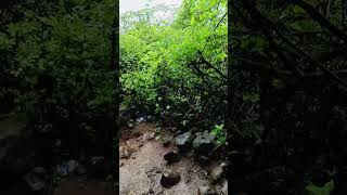 Forest 🏞️ in harihar Fort 🚩#sort #travel #hariharfort #janglememanglepart2 #forest #nature #trekking