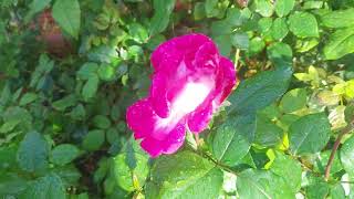 #rose #nature