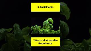 Basil Plants - 7 Natural Mosquito Repellents #mosquito #mosquitorepellent #repellent #basil #plants