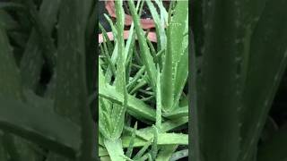 കറ്റാർവാഴ നിറയെ തൈകൾ ഉണ്ടാവാൻ # Aloevera growing tips # youtube shorts# 👍🏻