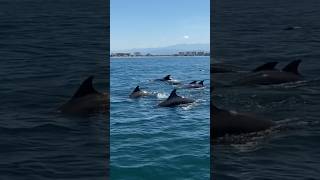 The biggest dolphin pod I’ve ever seen!! Can you count how many? #dolphin #freediving #mexico