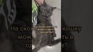 а на сколько дней вы оставляли кошку?