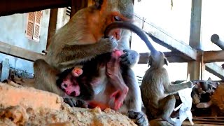 Stop doing it now! Mana puts her baby's head down against the rock and SOFIA screams cry loudly