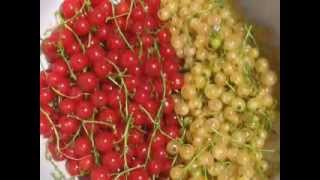 Johannisbeeren im Juni / Currents in June