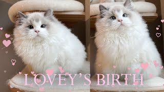 My Cat Giving Birth | Lovey's Birth Story