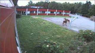 Moose shatters door at Norwegian school