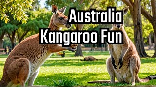 Kangaroo interaction in Australia