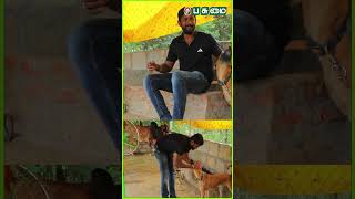 வருஷத்துக்கு ஒன்றரை லட்சமா? | Kombai Dog  | Pasumai Vikatan