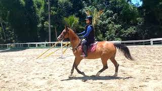 Treino de transições - passo, galope, trote e passo. #Equestrian #hipismo #iniciante