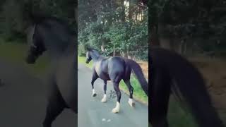 یک طلوع زیبا - Girl skating with a black horse