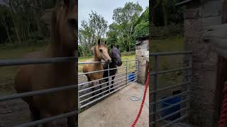 Horses Vs alpaca #cute #animals #funny #fyp #foryou