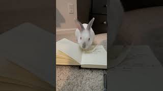 My pet ate my homework #bunny