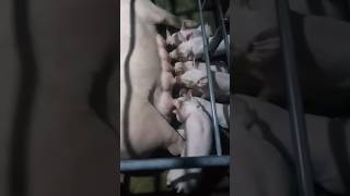 Chill lang ang mga biik habang nasuso. #piggery #viral #shorts #trending #shortvideo #countryside