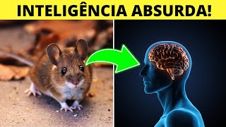 TOP 10 ANIMAIS MAIS INTELIGENTES DO MUNDO