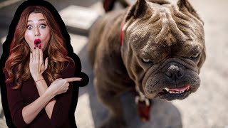 Unveiling the Truth: Should We Prohibit American Bully XL?