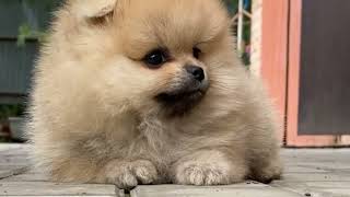 Cutest Pomeranian Videos😍✨🐶