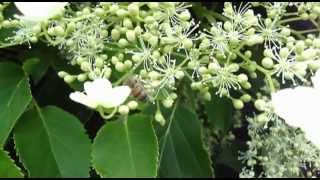 bumblebees and other garden life going about their daily business in my garden.slow tv