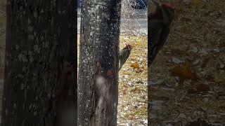 Woodpecker getting some food from a tree!!! So cool!