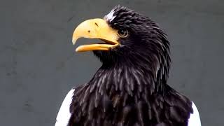 Call of The World's Heaviest Eagle