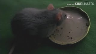 1 Straight  Minute Of My Rat Eating