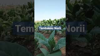 Harga Tembakau Melejit #shortvideo