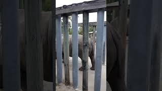 3-8-23 Hot Rhino at Lowry Park Zoo/Tampa Zoo