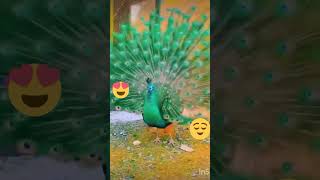 peacock dance #beautiful #youtube