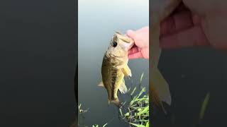 So beautiful #foryou #fishing #angler #bassfishing #catchandrelease #shorts #short #fun #fish #bass