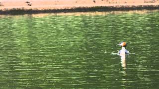 Great Crested Grebe preening