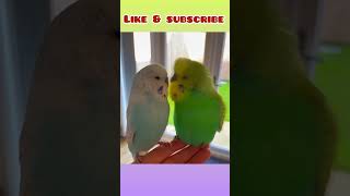 Budgies loves to chit-chat! #birds #animal #cute #shorts