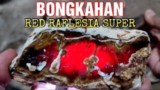 PULANG DARI LOKASI LANGSUNG REVIEW BONGKAHAN MERAH BOSKU 😄