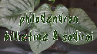 HOUSEPLANT CARE | repotting, philodendron sodiroi, philodendron billietiae