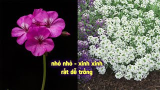 9 loài hoa đẹp dễ trồng để tô đẹp thêm cho ngôi nhà của bạn