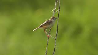 Zitting cisticola