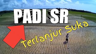 PADI SR YANG DISUKAI PETANI